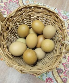 5+ Olive Egger Hatching Eggs