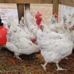 5+ Splash Copper Marans Hatching Eggs