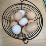 5+ Zombie (Ayam Cemani x White Leghorn) Hatching Eggs