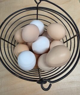 5+ Zombie (Ayam Cemani x White Leghorn) Hatching Eggs