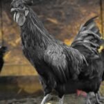 Ayam Cemani Day Old Chick