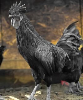 Ayam Cemani Day Old Chick