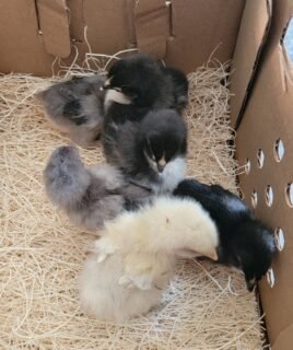 Blue Black Splash Marans Day Old Chick