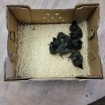 CULL Ayam Cemani Day Old Chick