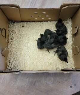 CULL Ayam Cemani Day Old Chick