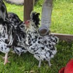 Ermine x Ermine Ameraucana Day Old Chick