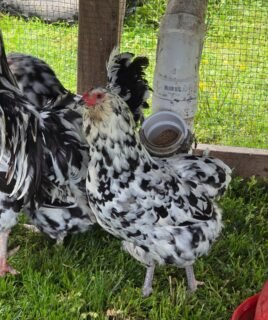 Ermine x Ermine Ameraucana Day Old Chick