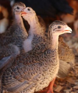 Guinea Fowl Day Old Chick