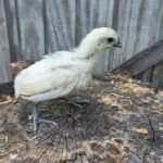 Nichols County Zombie Day Old Chick