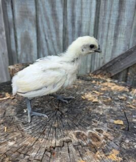 Nichols County Zombie Day Old Chick