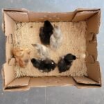 Olive Egger Day Old Chick