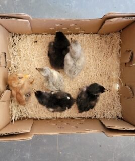 Olive Egger Day Old Chick