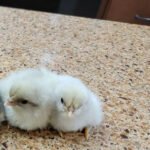 Splash Marans Day Old Chick