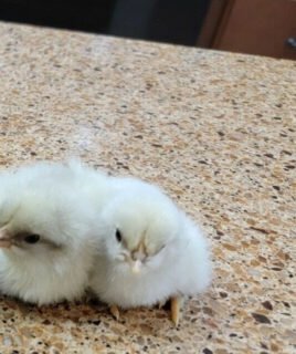 Splash Marans Day Old Chick