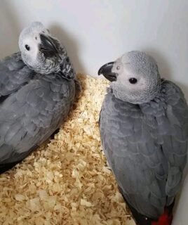 2 Baby African Grey Parrots