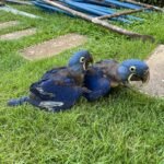 2 Baby Hyacinth Macaw parrots