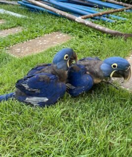 2 Baby Hyacinth Macaw parrots
