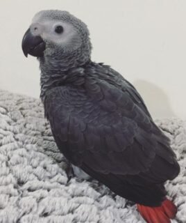 African Grey parrot