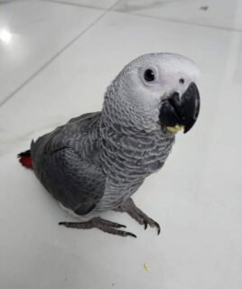 Baby African Grey Parrot