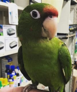 Bobby – Puerto Rican amazon