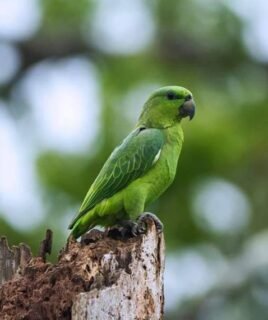 Cinna – Short-tailed parrot