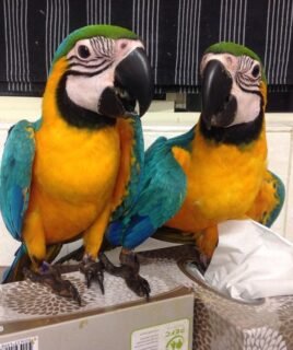 Dave & Dotty-Blue and Gold macaw pair