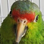 Gloria – Red-lored amazon