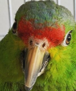 Gloria – Red-lored amazon