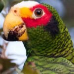 Jack – Yuparrotan amazon