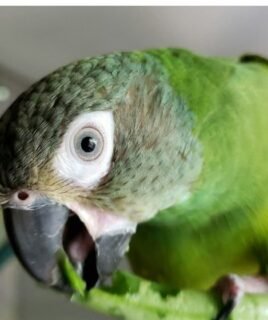 Julie – Dusky-headed parakeet