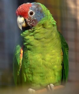 Kali – Red-tailed amazon