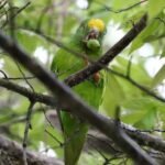 Lilly – Tui parakeet