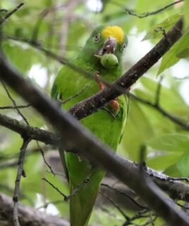 Lilly – Tui parakeet