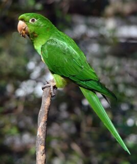 Maggie – Kawall’s amazon