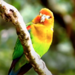 Marley – Rusty-faced parrot
