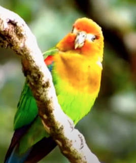Marley – Rusty-faced parrot