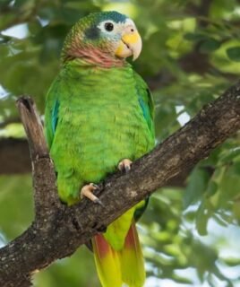Marshall – Yellow-billed amazon