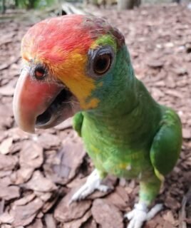 Maxx – Red-browed amazon