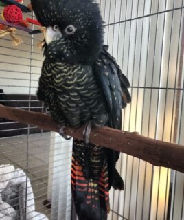 Mercy – Red Tailed Black Cockatoo
