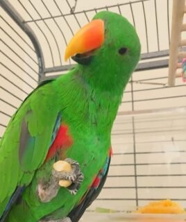 Mia – Eclectus Parrot