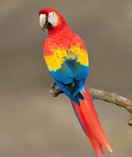 Mickey- Rainbow Macaw Parrot