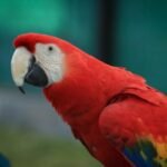 Parker – Scarlet Macaw