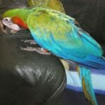 Princess – Harlequin Macaw
