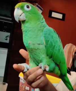 Randy – Southern mealy amazon