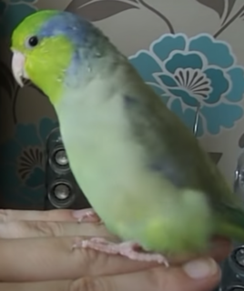 Ranger – Manu parrotlet