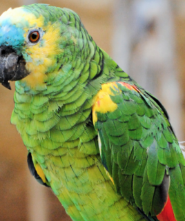 Reba – Turquoise(Blue)-fronted Amazon