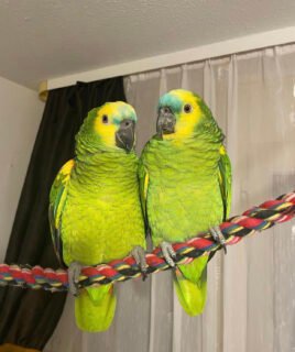 Rio & Rosa- Blue Fronted Amazon parrots pair