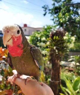 Rita – Cuban amazon