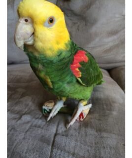 Rocket – Tres Marías amazon