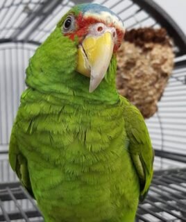 Ross – White-fronted amazon